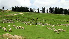 275px-Doodhpathri_southwest_Jammu_Kashmir_India__287_29